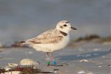 Snowy Plover