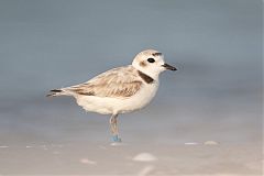 Snowy Plover