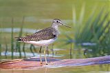 Solitary Sandpiper