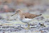 Solitary Sandpiper