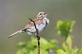 Song Sparrow