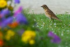 Song Thrush