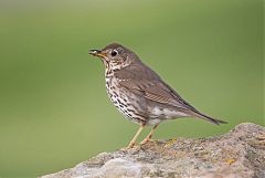 Song Thrush