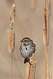 Song Sparrowborder=