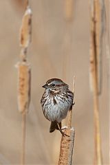 Song Sparrow