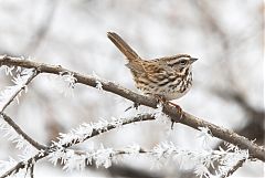 Song Sparrow