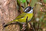 Sooty-capped Chlorospingusborder=