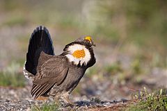 Sooty Grouse