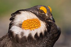 Sooty Grouse