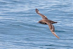 Sooty Shearwater