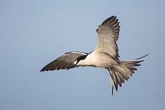 Sooty Tern