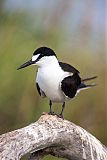 Sooty Tern