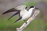 Sooty Tern