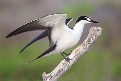 Sooty Tern