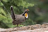 Sooty Grouse