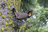 Sooty Grouse