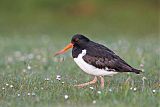 South Island Oystercatcher