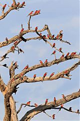 Southern Carmine Bee-eater