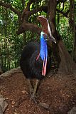 Southern Cassowary