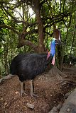 Southern Cassowary