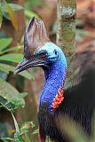 Southern Cassowary