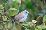 Southern Cordonbleu