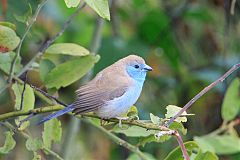 Southern Cordonbleu