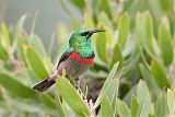 Southern Double-collared Sunbirdborder=