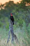 Southern Ground-Hornbillborder=