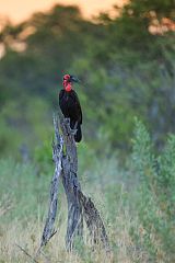 Southern Ground-Hornbill