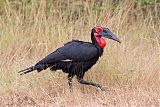 Southern Ground-Hornbillborder=