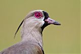 Southern Lapwing