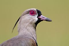 Southern Lapwing