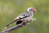 Southern Red-billed Hornbill