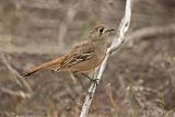 Southern Scrub-Robin