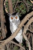 Southern White-faced Owl