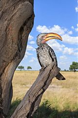 Southern Yellow-billed Hornbill
