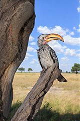 Southern Yellow-billed Hornbill