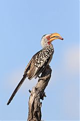 Southern Yellow-billed Hornbill