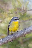 Eastern Yellow Robinborder=