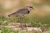 Southern Lapwing