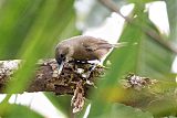 Southern Shrikebill