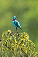 Spangled Cotinga