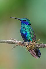 Sparkling Violetear