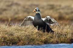 Spectacled Eider