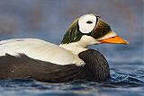 Spectacled Eider