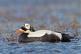 Spectacled Eider