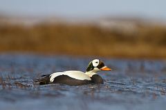 Spectacled Eider