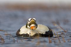 Spectacled Eider