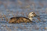 Spectacled Eider